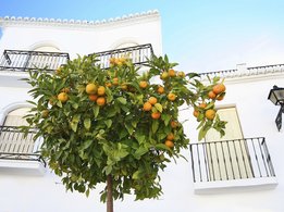 Апельсиновое дерево, растущее перед домом